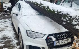 Дърво тотализира Audi RS 3 в Пловдив