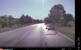 Вижте реакцията на Tesla Model Y при среща със сърна на пътя София – Варна (Видео)