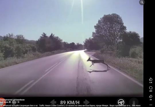Вижте реакцията на Tesla Model Y при среща със сърна на пътя София – Варна (Видео)