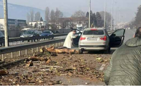 Дърво падна върху кола на Цариградско шосе в София