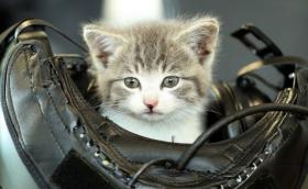 Коте оцелява след 500-километрово возене в автомобилна броня. Излиза на корицата на календара на Кралските военновъздушни сили