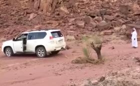 Toyota Land Cruiser срещу изсъхнало дърво. Изводът от резултата? Видео