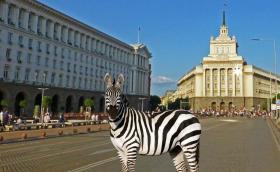 За или против “зебри” на ларгото в София сте?