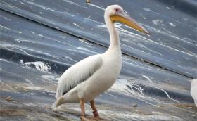 Български пеликан минава повече километри, отколкото някои шофьори