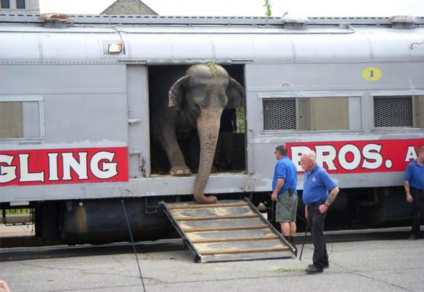 Снимка от транспортиране на слонове в Щатите