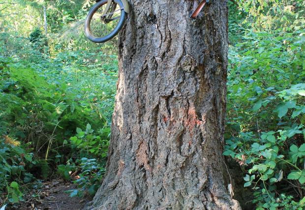 Истинската история за дървото, което изяде колелото. Виждали сте снимките десетки пъти, но не знаете истинската история. Ето я и нея