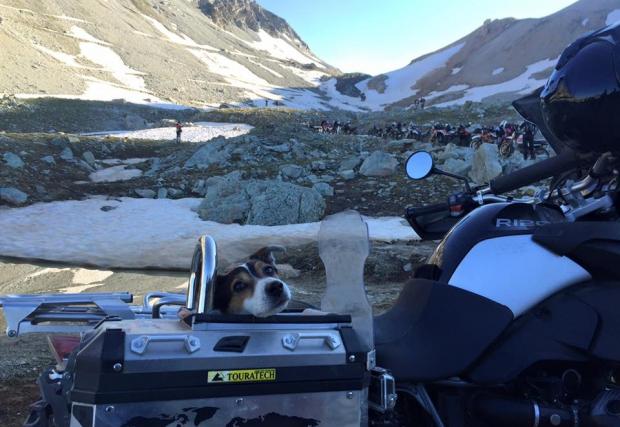  Запознайте се със Скипър, най-авантюристичното куче на света